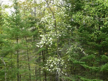 Berry Blossoms